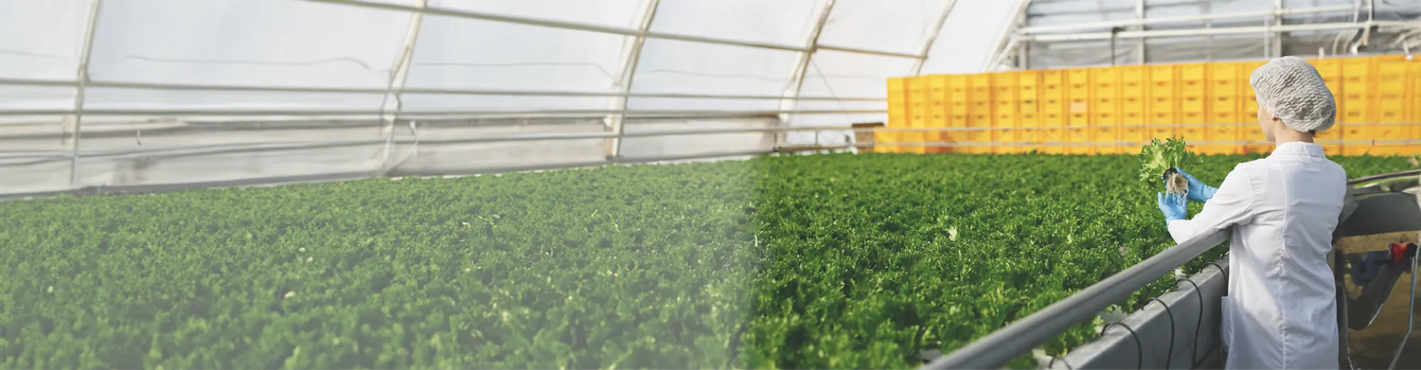 Gıda Üretim MES
HACCP & FEFO İzlenebilirlik — Arge Bilişim argemas